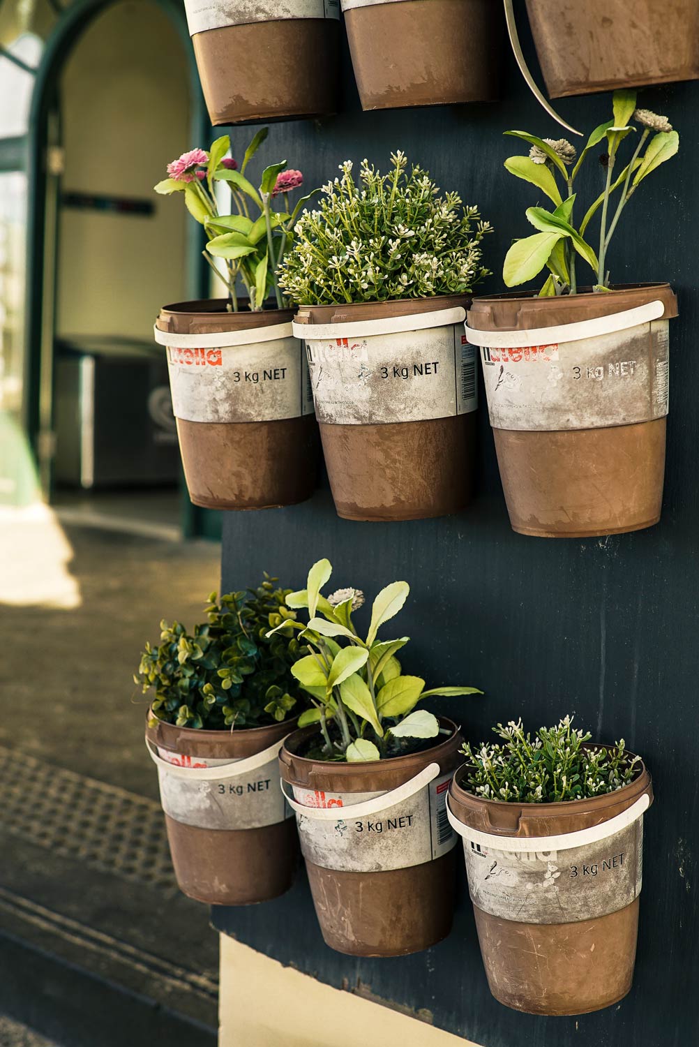six-potted-plants-close-up-photo-1660533-web